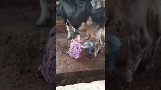 В Манкенте 5 летняя девочка корову доит😥