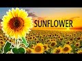 СОНЯШНИКИ | SUNFLOWERS | UKRAINE | 4K