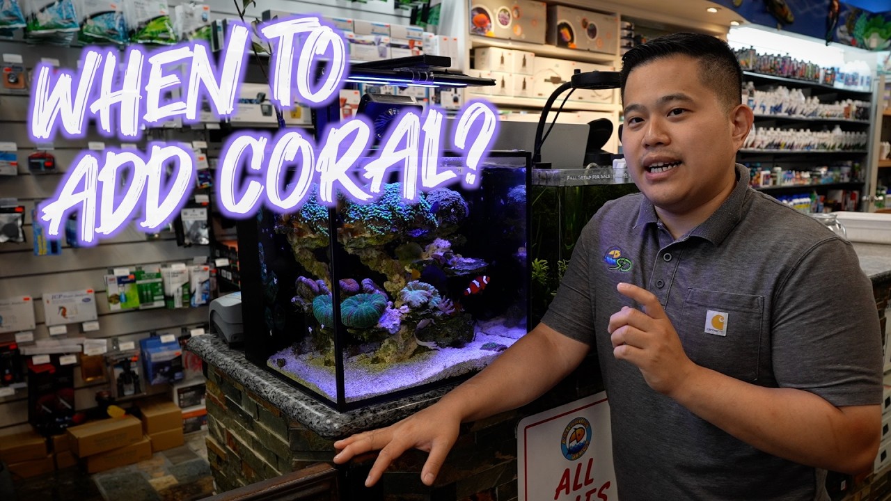 When to add coral to your saltwater aquarium AND our Red Sea reef tanks or Innovative Marine Fusions