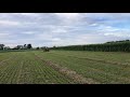 John Deere 620 raking oats, establishing a new hay field