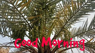 Good Morning .Nice Weather in Town screenshot 2