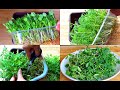 How To Grow Methi In Water |  Growing Methi (Fenugreek) Whithout Soil Only In Water|| hydroponic way