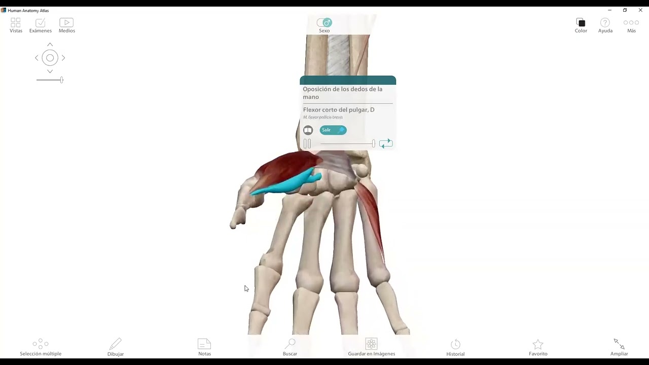oposición del pulgar - YouTube