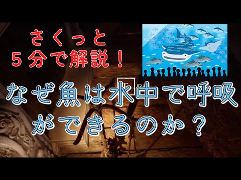 魚はどうやって呼吸する？エラの仕組みと水中生活の秘密