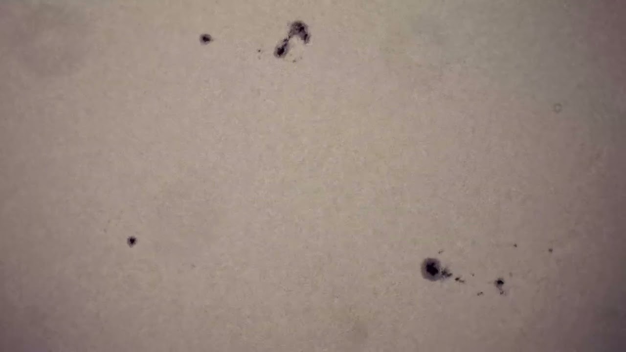 Christmas day sunspot clip