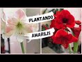 Cómo plantar bulbos de amarillis//amaryllis (hipeastrum) (azucenas)(lirios)