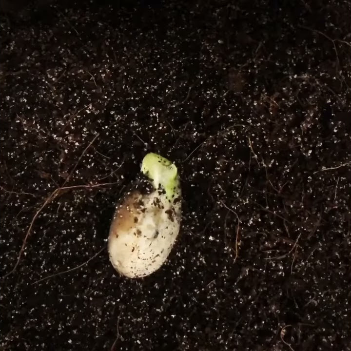Baby chameleon hatching - YouTube