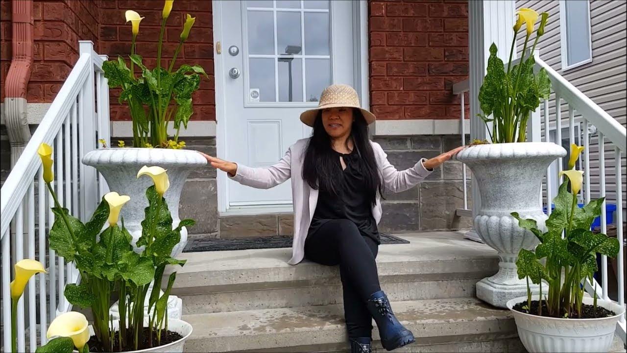 COMPLETE GUIDE On How To Plant CALLA LILY BULBS In Containers WITH