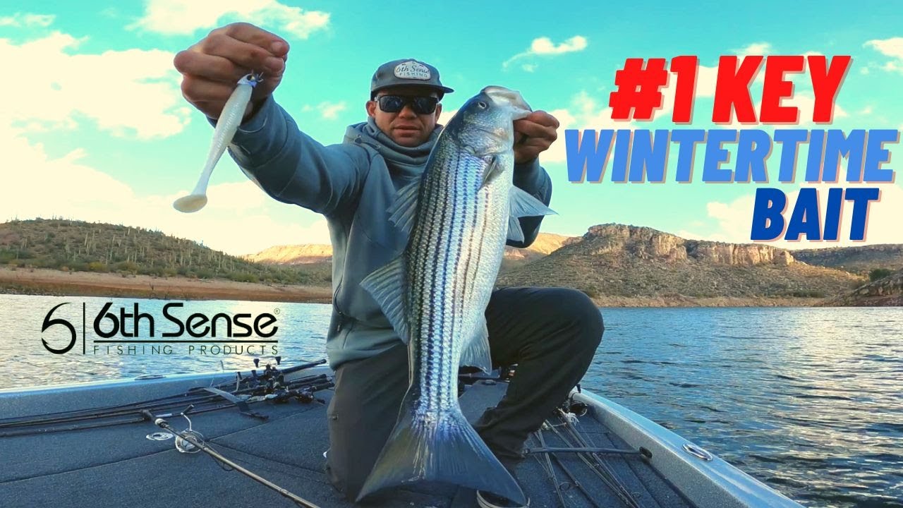 #1 Key Bait for Catching Bass and multi species wintertime Fishing
