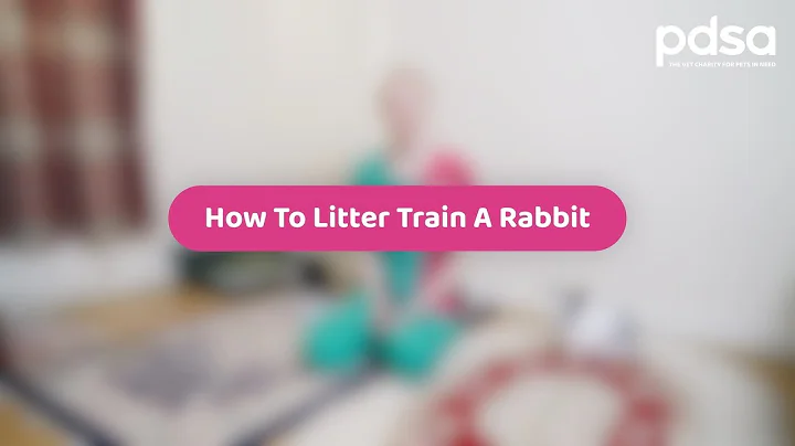 How To Litter Train A Rabbit | Pet Health Advice
