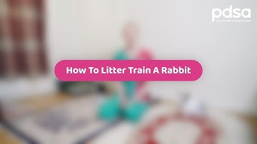 How To Litter Train A Rabbit | Pet Health Advice