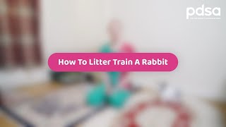 How To Litter Train A Rabbit | Pet Health Advice by PDSA 18,998 views 1 year ago 1 minute, 22 seconds