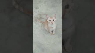 cute litile cat #ytstudio #ytshorts #shortsviral