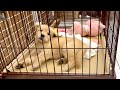 安すぎるゴールデンレトリバー子犬の理由がわかりました…
