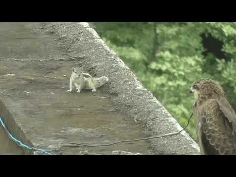 Squirrel Vs. Black kite