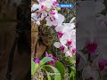 Você sabia isso sobre as Orquídeas? #orquideas