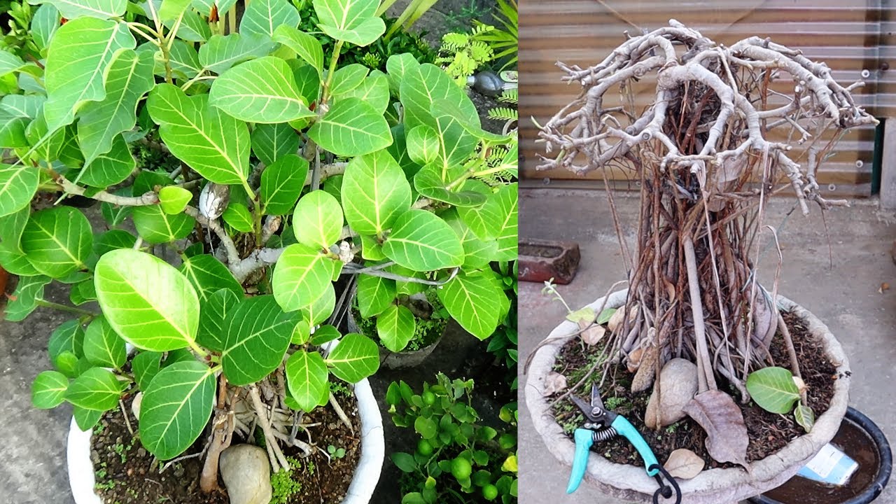 15 years old banyan tree bonsai (update)