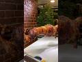 #viral #food #foodie #shorts #shortvideo #short
