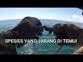 Netting Mackerel Fish @ Menjaring Ikan Kembung