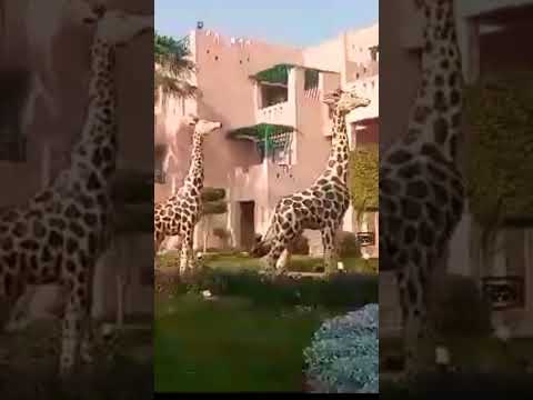 احلامنا انغام كاريوكي بالصدفة تقابل بنت جميلة ريحانة ريزورت شرم الشيخ 