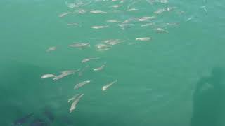 A lot of fish in the Flisvos Marina