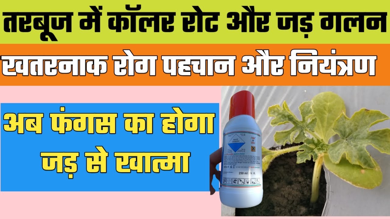 तरबूज और सब्जियों में कॉलर रोट और जड़ गलन की पहचान और नियंत्रण tarbooj