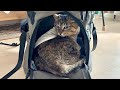 お迎えした保護猫が病院へ皮膚の再診に行ったら…