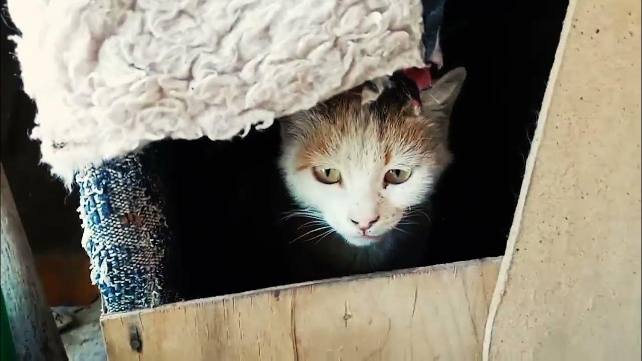 My cat does not give birth without me 🥴 моя кошка не рожает без меня