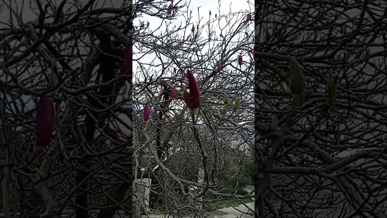 В краю магнолий плещет море... Начало марта и начало цветения ?? в ...