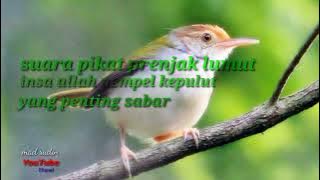 Suara ampuh pikat burung prenjak lumut liar insa Allah nempel ke pulut..!!