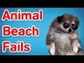 Animal Beach Fails | Fail Compilation