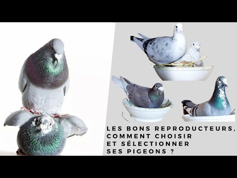 Vidéo: Comment Garder Les Pigeons