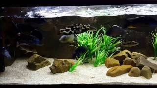 UPDATE: Eheim 2262 Classic Canister Filter 8-Month Review