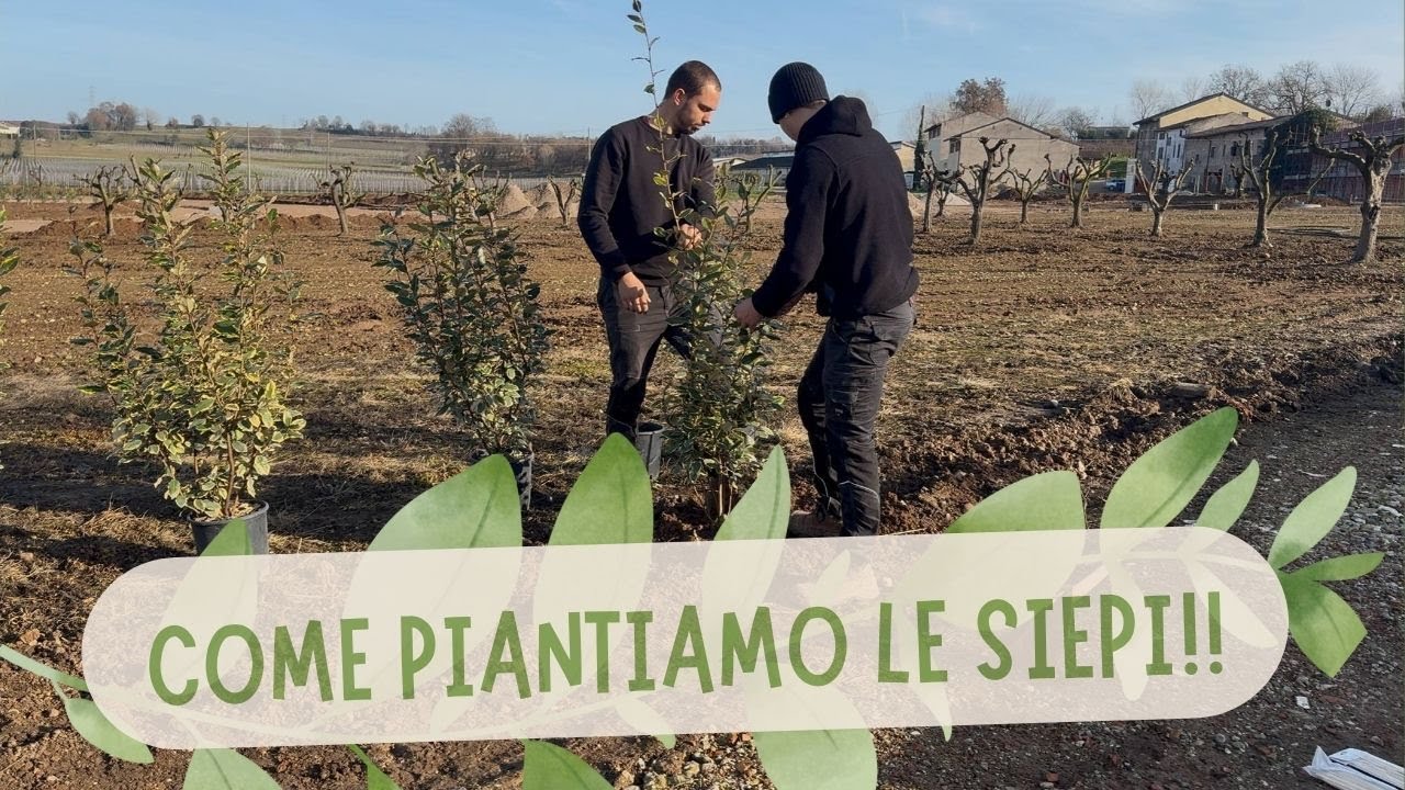 Dietro le quinte dell'Agricamping: PIANTIAMO LE SIEPI!!!!!