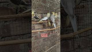 cockatiel  bird Available   // cockatiel bird price // white face cockatiel //cockatiel bird