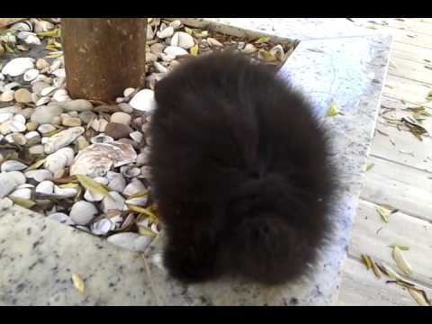 Spitz Alemao Preto Macho Www Canilspitz Com Br Youtube