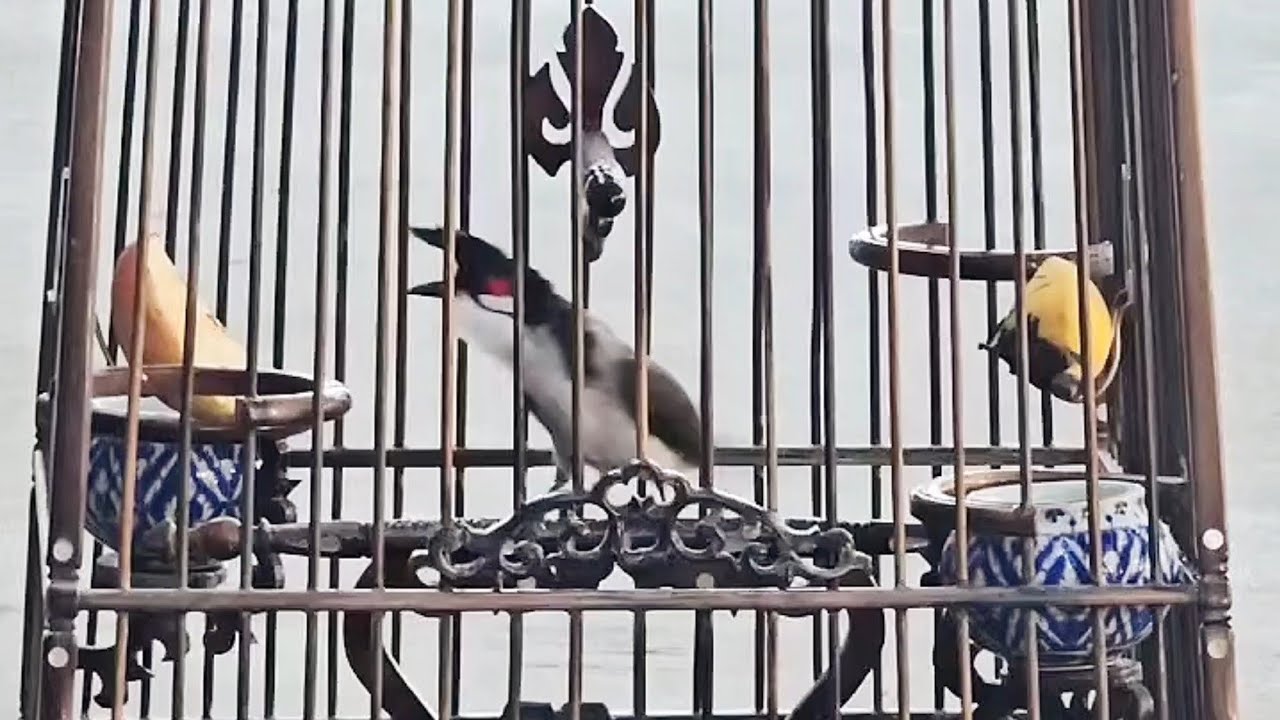 เสียงนกกรงหัวจุกเวียดนามเพลงป่า 6-7-8 สลับริกมันส์ๆ รอบจัดๆ เร็วๆ