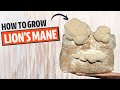 How To Grow Lion's Mane Mushroom From Start To Finish