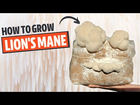 How To Grow Lion's Mane Mushroom From Start To Finish