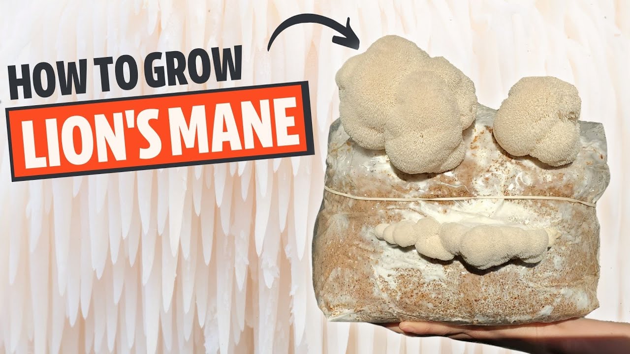How To Grow Lion'S Mane Mushroom From Start To Finish