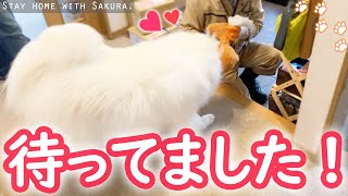 サモエドさくらチャンネルの人気動画 Youtubeランキング