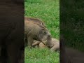 Warthogs Allogrooming