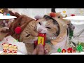 2020 CIAOちゅ~る「クリスマス篇 Part2」(いなば食品グループ)