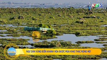 Ngư dân vùng biển Khánh Hòa được mùa khai thác rong mơ | Khởi động ngày mới 4.7.2025