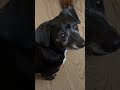 Dogsitting a “perfect” pup & My Own Dogs Are NOT Having It