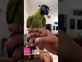 Nanday Conure Free Flight
