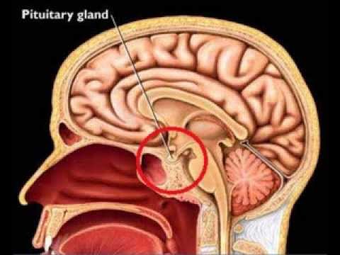 The Endocrine and Nervous Systems- Structure and Function - YouTube