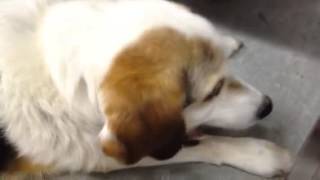 Kyla