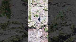 Jura Krakowsko-Częstochowska Złoty potok (wycieczka) #shorts #trip #wycieczka