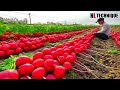 The Most Modern Agriculture Machines That Are At Another Level , How To Red Radish In Farm